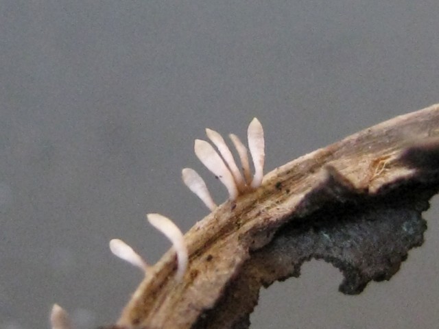 Acrospermum sp. no.3