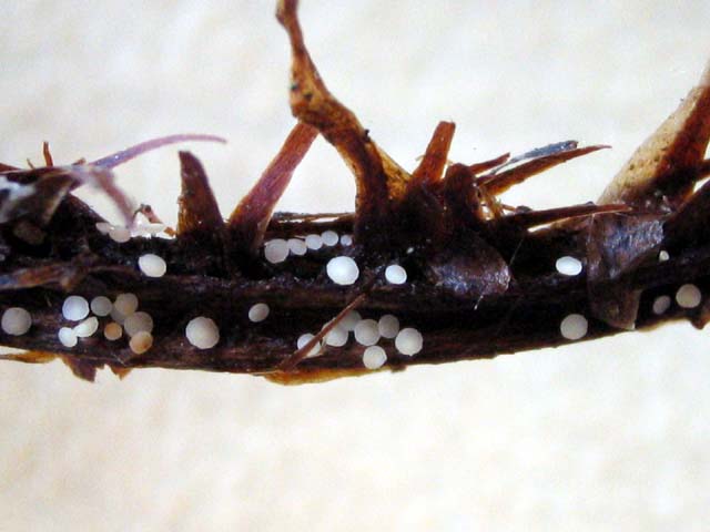 Allophylaria? sp. no.1