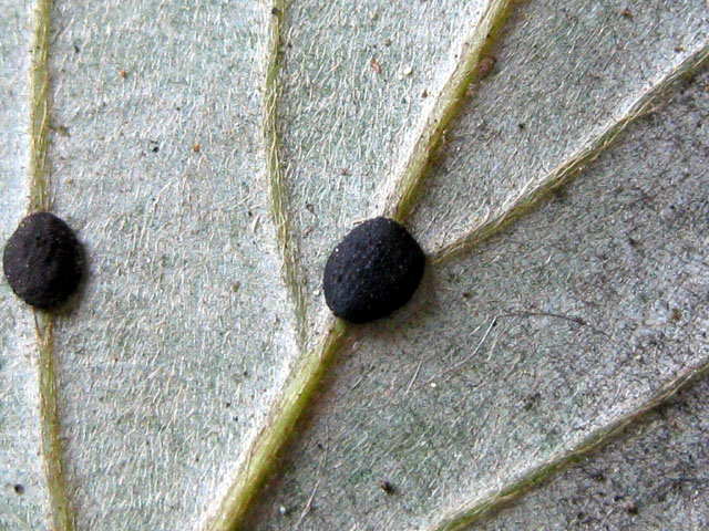Coccoidea quercicola