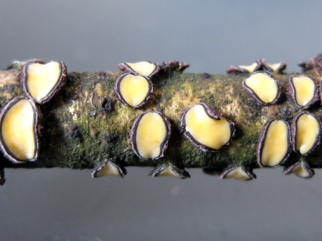 Colpoma quercinum