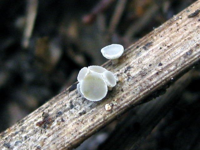 Crocicreas cyathoideum var. cacaliae