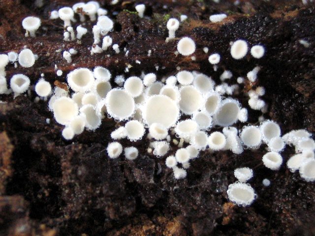 Dasyscyphella sp. no.1
