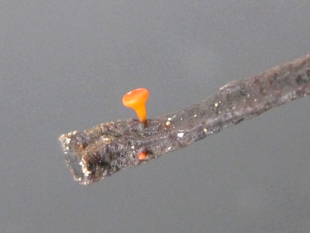 Dicephalospora aurantiaca