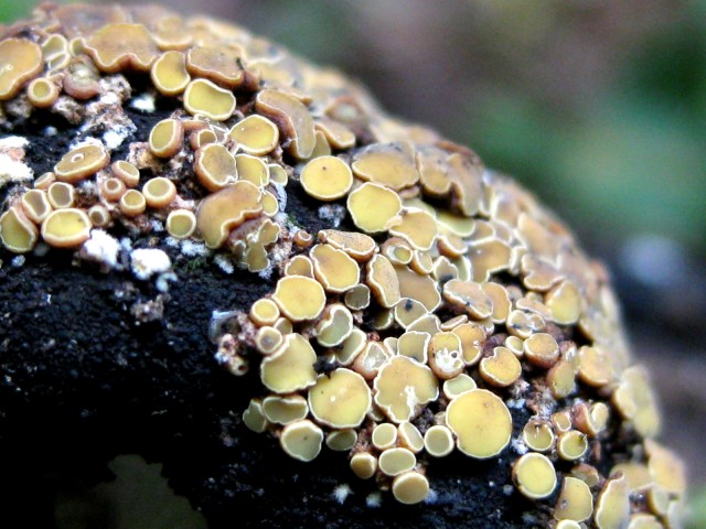 Encoelia cubensis