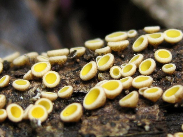 Erioscyphella abnormis