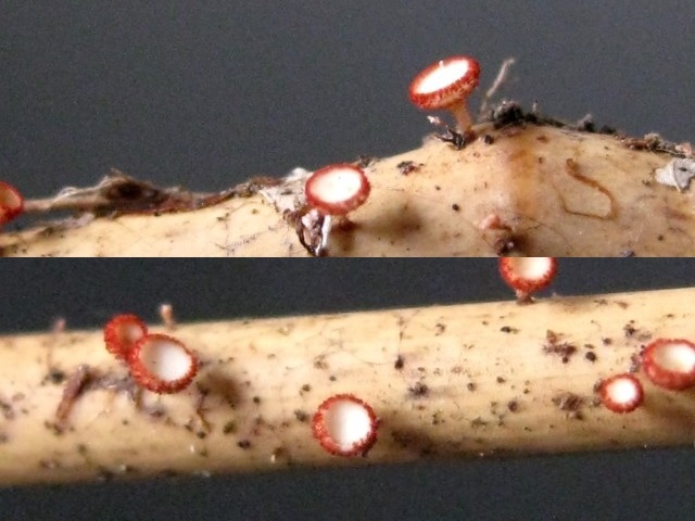 Erioscyphella paralushanensis