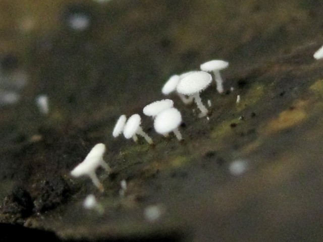 Erioscyphella sinensis