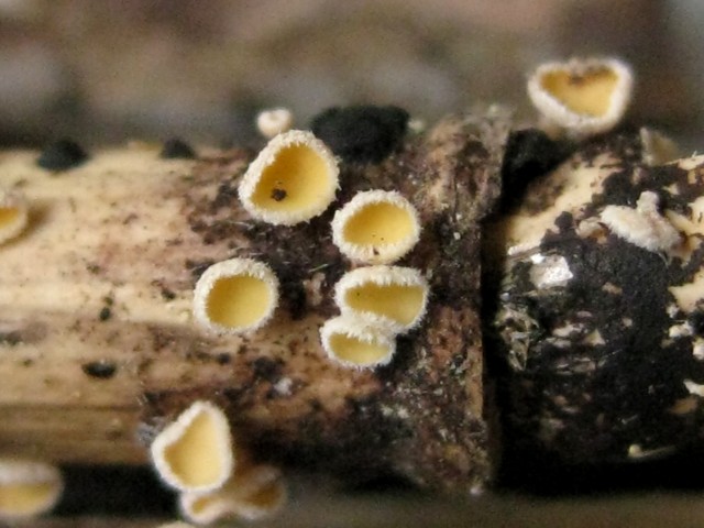 Erioscyphella sp. no.1