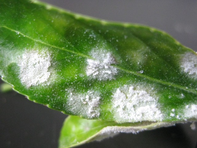 Erysiphe euonymicola