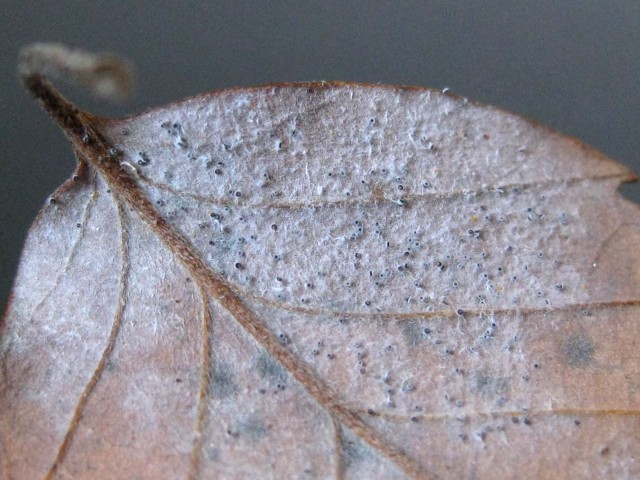 Erysiphe japonica