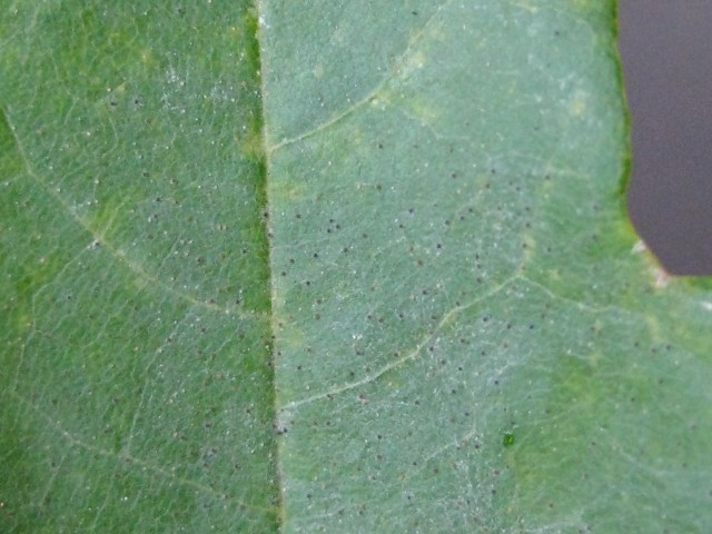 Erysiphe ljubarskii aduncoides