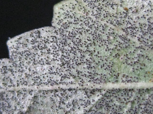 Erysiphe parvifoliae