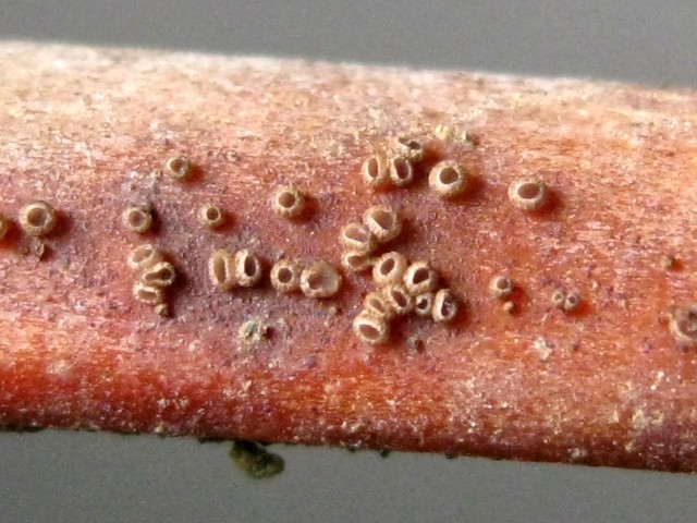 Fuscolachnum sp. no.1
