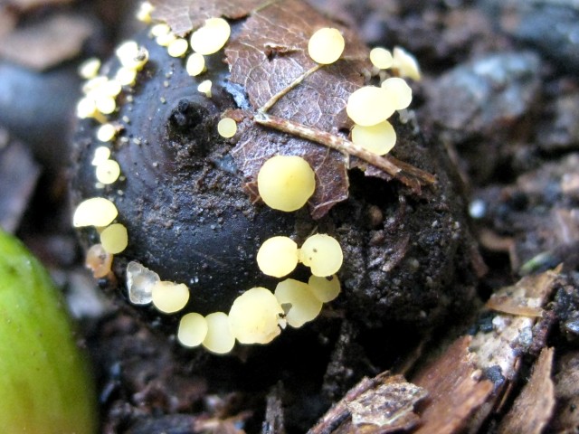 Hymenoscyphus fructigenus