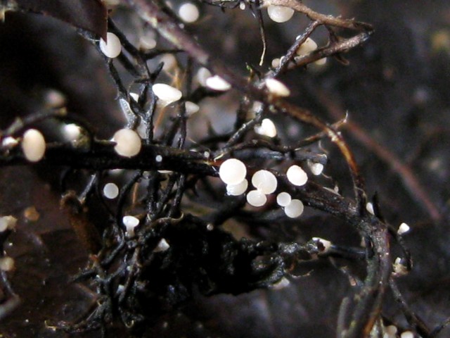 Hymenoscyphus sp. no.15