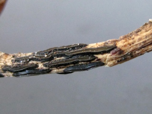 Hypoderma sp. no.11
