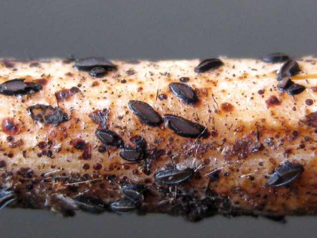 Hypoderma sp. no.7