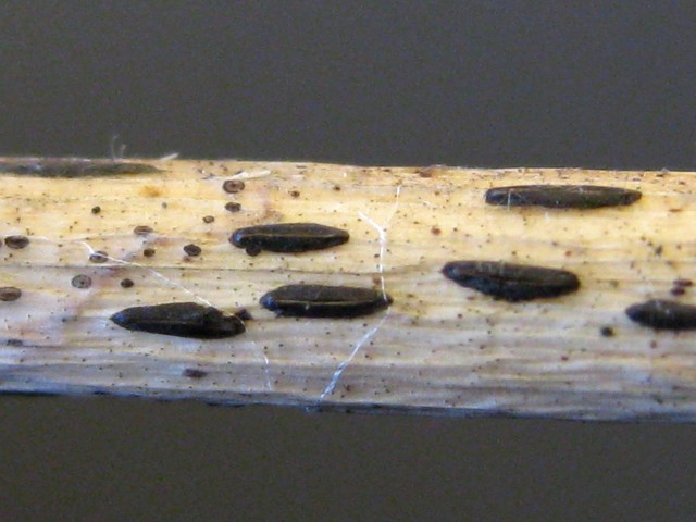 Hypoderma sp. no.9