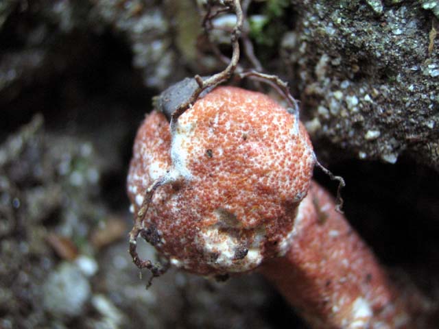Hypomyces chrysospermus