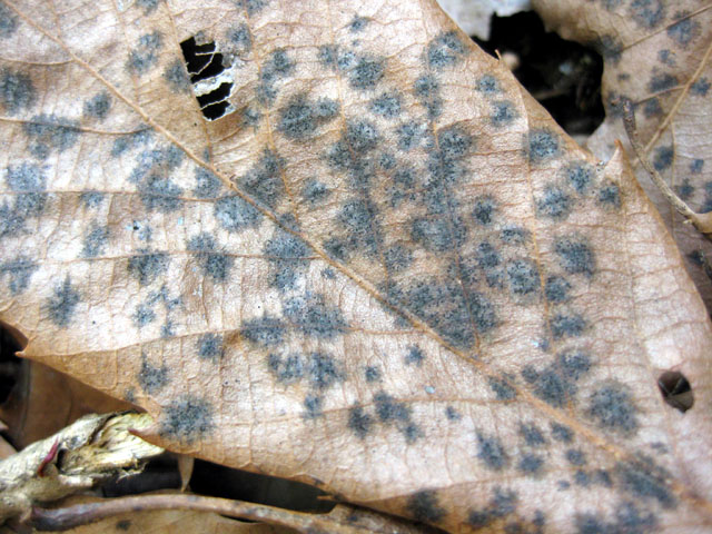Lembosia quercicola