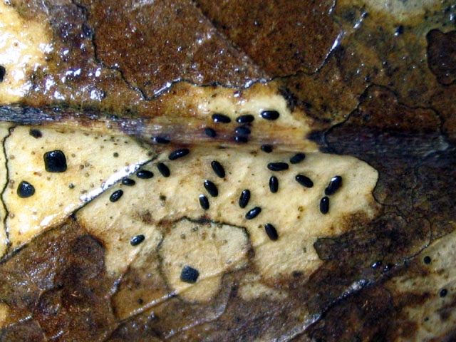 Lophodermium sp. no.2