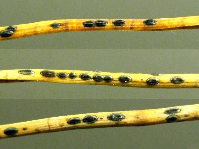 Lophodermium sp. no.5