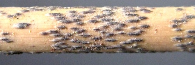 Massarinula gloeospora