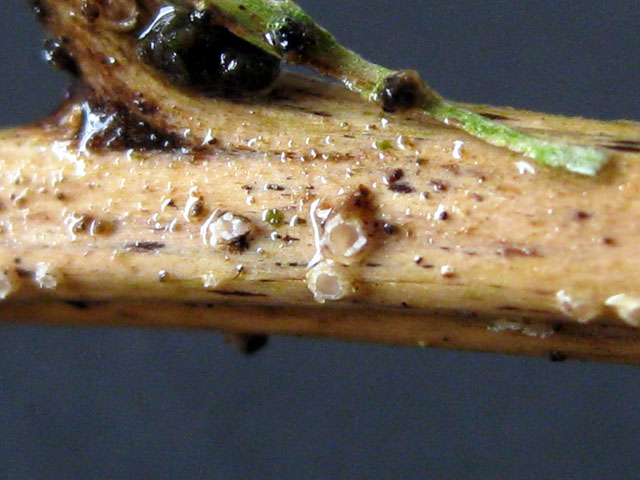 Mellitiosporium pteridinum