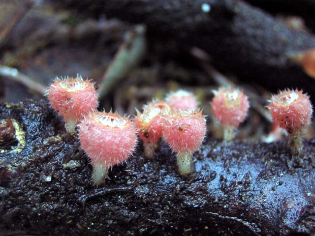 Microstoma floccosum