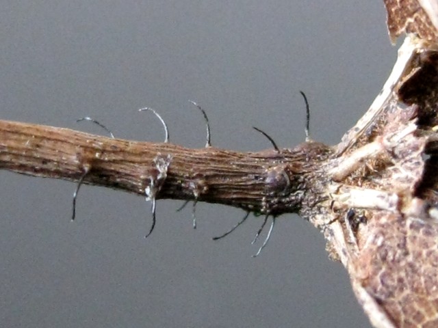 Ophiognomonia sp. no.1