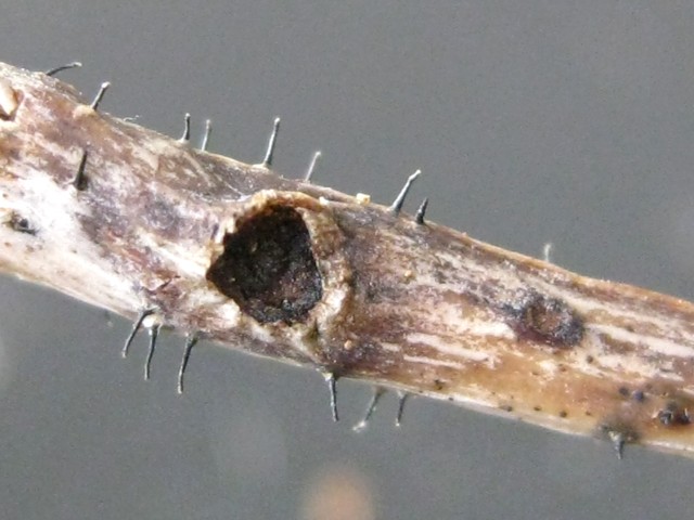 Ophiognomonia sp. no.3