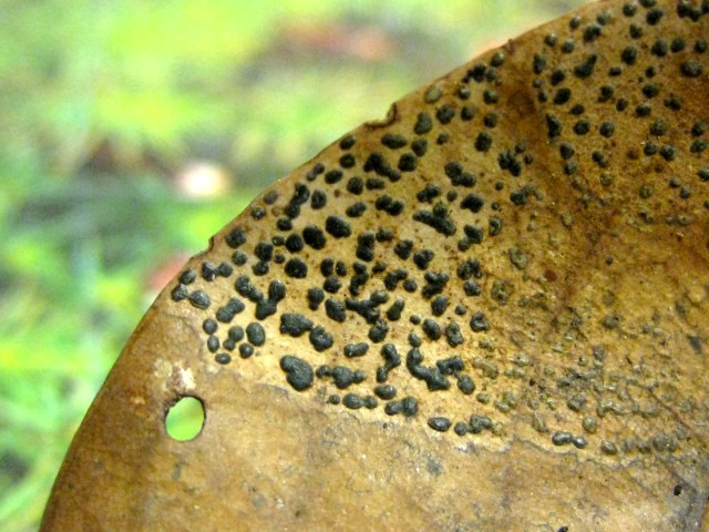 Pestalotia kasagiensis