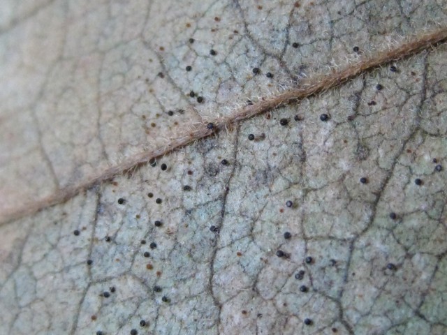 Phyllactinia kakiicola