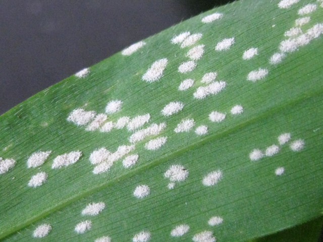 Pleurovularia polliniae