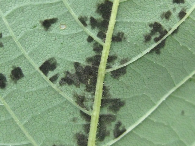 Pseudocercospora araliae