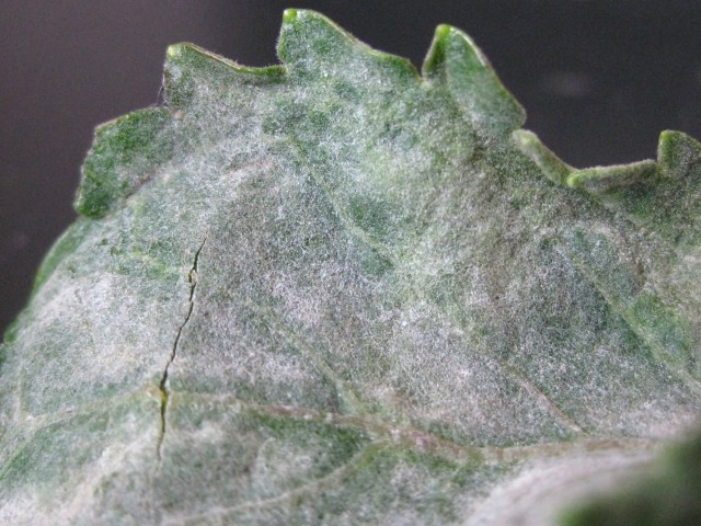 Pseudoidium hortensiae