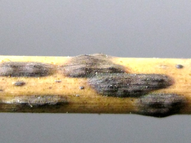 Roussoellopsis tosaensis