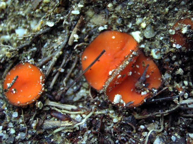 Scutellinia fujianenis