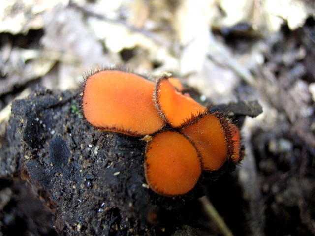 Scutellinia pennsylvanica