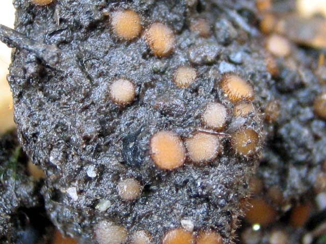 Scutellinia sinensis
