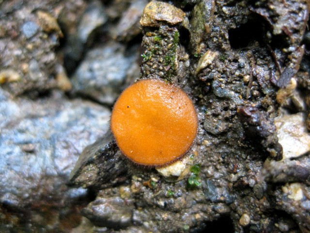 Scutellinia sp. no.13