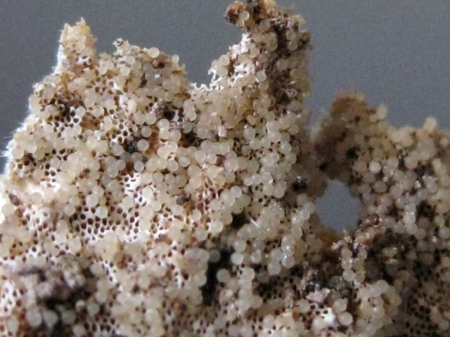 Sphaerostilbella micropori