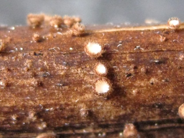 Trichopezizella sp. no.1