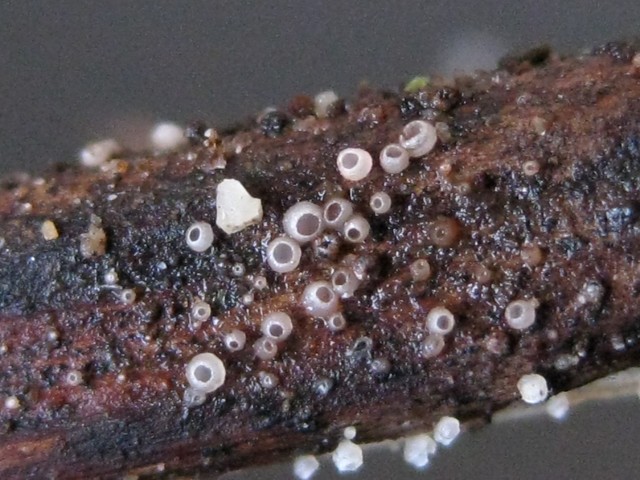 Urceolella sp. no.1