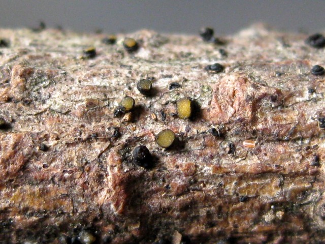 Waltonia pinicola