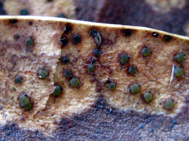 Coccomyces illicii