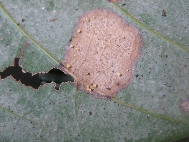 Erioscyphella sp5