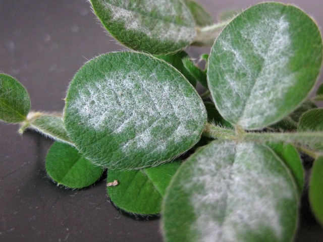 Erysiphe lespedezae