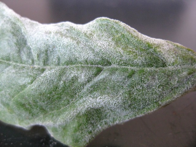 Erysiphe magnifica