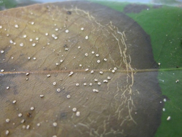 Haradamyces foliicola